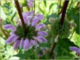 Phlomoides tuberosa. Цветущее (слева) и отцветшее (справа) соцветия. Чувашия, окрестности г. Шумерля, Кумашкинский заказник, Соколова поляна. 2 июля 2011 г.