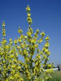 Verbascum songaricum