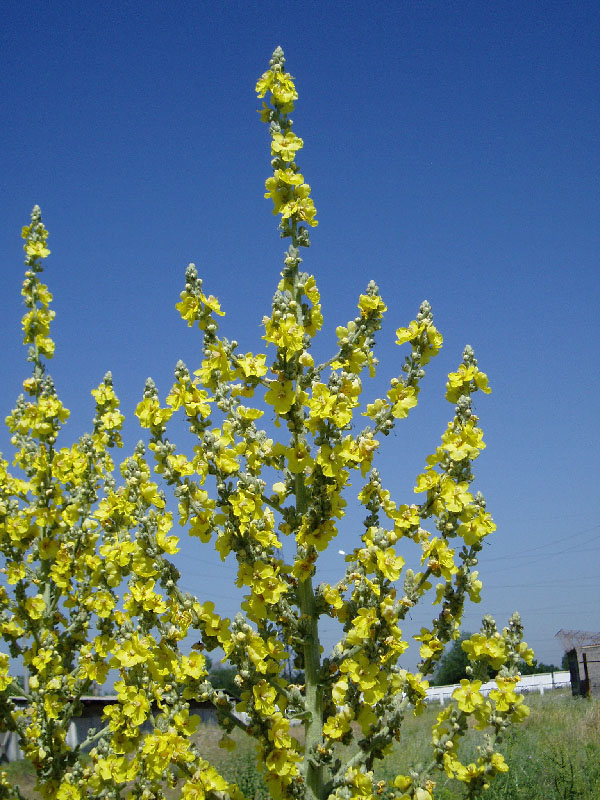 Image of Verbascum songaricum specimen.