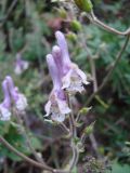 Aconitum alboviolaceum