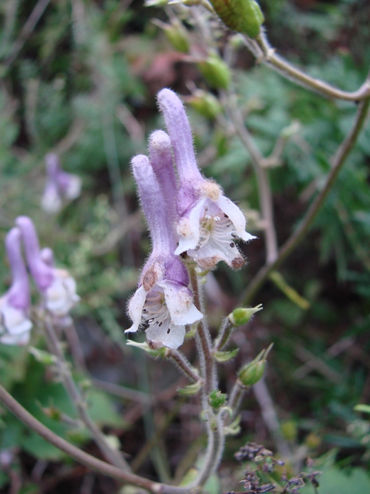 Изображение особи Aconitum alboviolaceum.