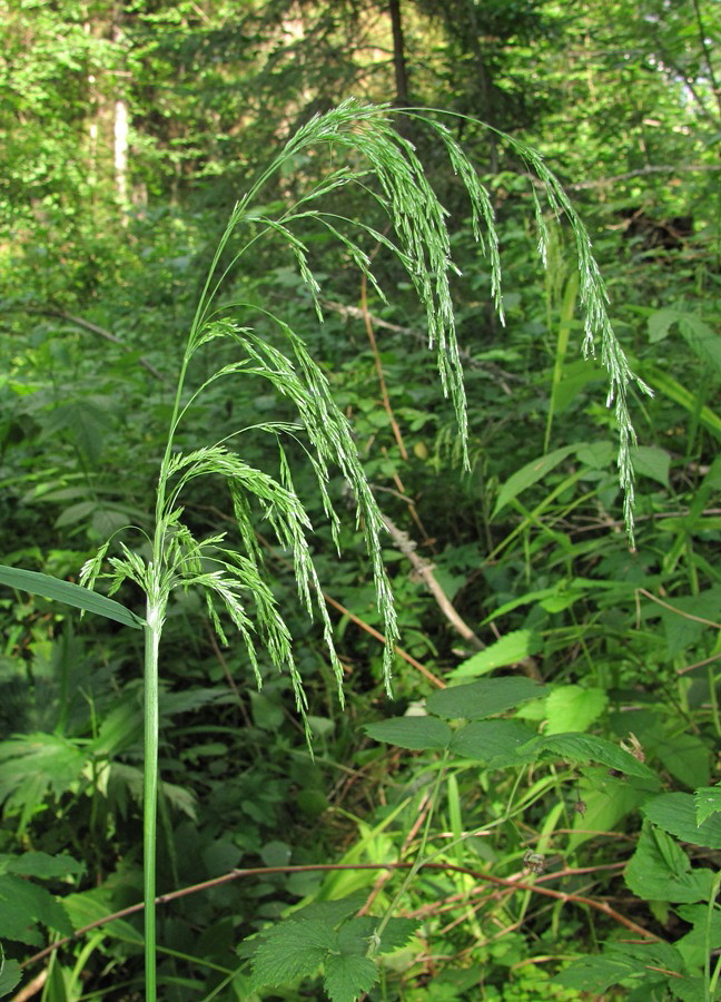 Изображение особи Cinna latifolia.