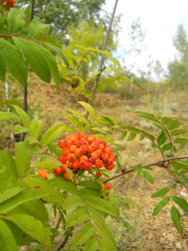 Изображение особи Sorbus sibirica.