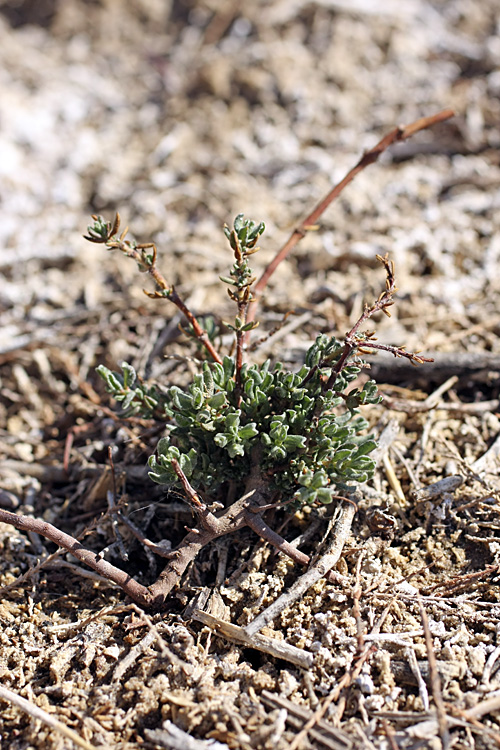 Image of Frankenia bucharica specimen.