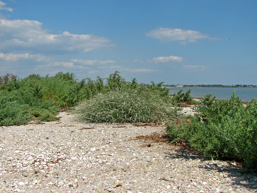 Изображение особи Polygonum pulchellum.