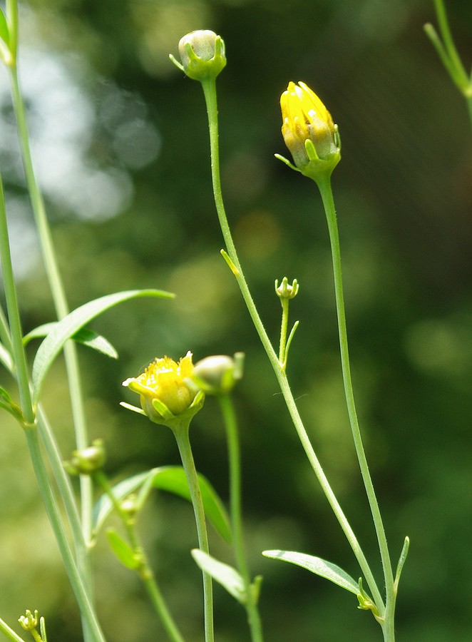 Изображение особи Coreopsis tripteris.