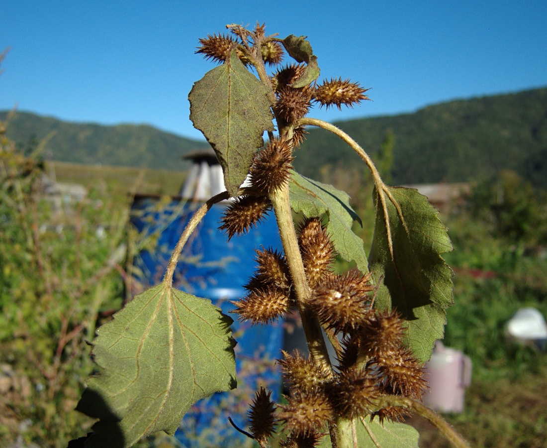 Image of Xanthium orientale specimen.