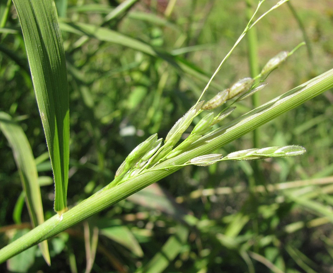 Image of Leersia oryzoides f. inclusa specimen.