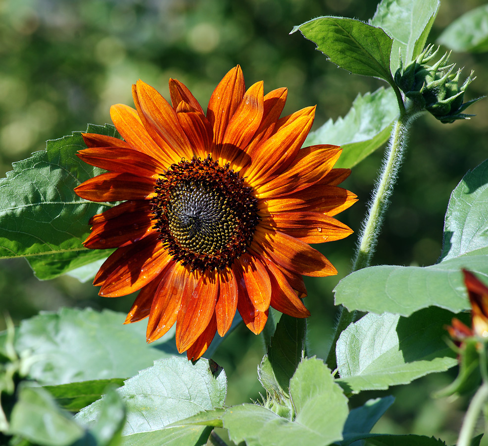 Image of Helianthus annuus specimen.