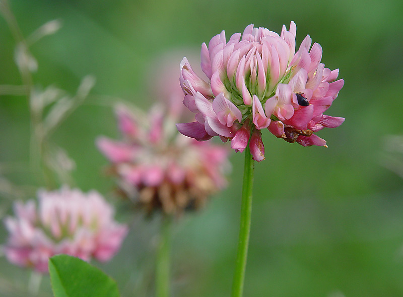 Image of Trifolium hybridum specimen.