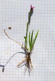genus Sisyrinchium