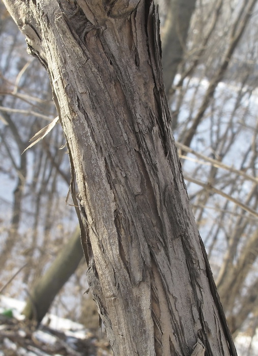 Image of Lonicera maackii specimen.