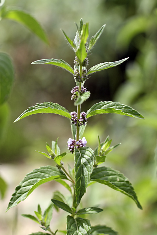 Image of Mentha arvensis specimen.