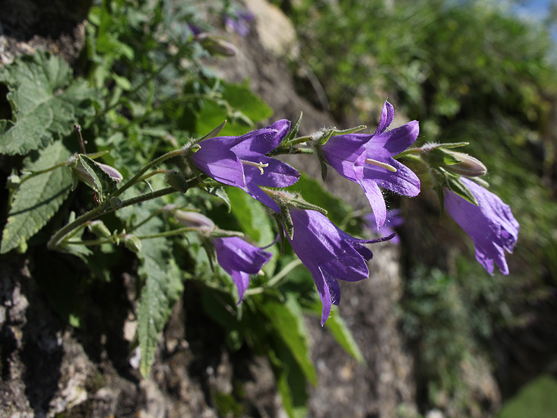 Image of Campanula woronowii specimen.