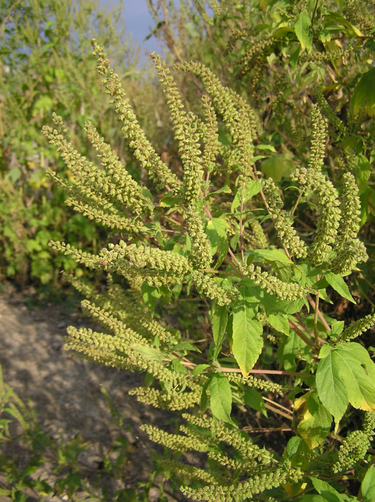 Изображение особи Ambrosia trifida.