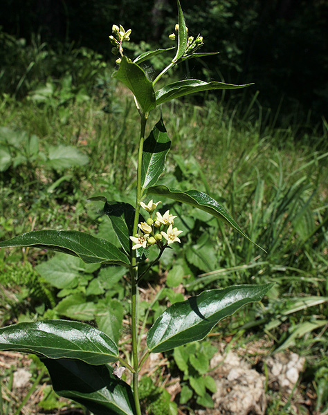 Image of Vincetoxicum hirundinaria specimen.
