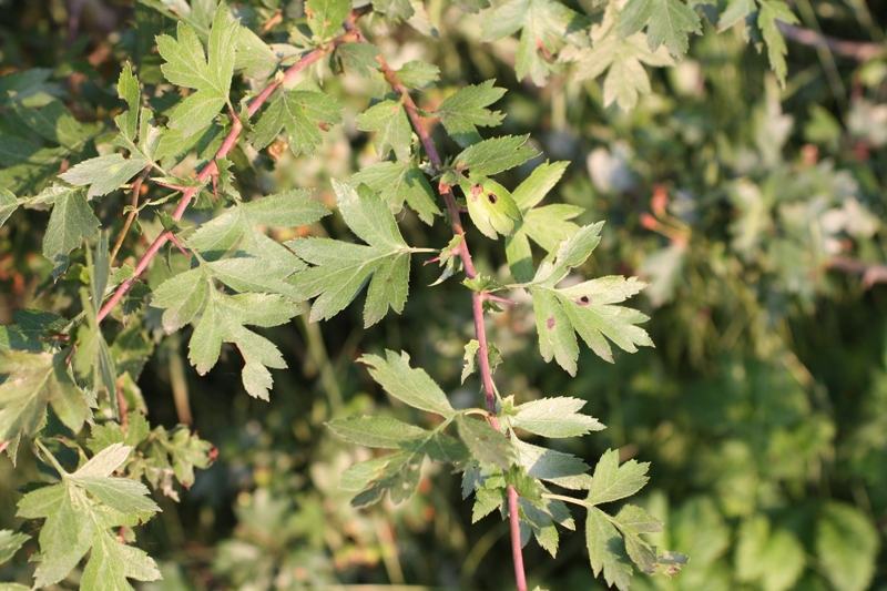 Изображение особи Crataegus rhipidophylla.