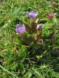 Gentianella baltica. Цветущее растение. Нидерланды, провинция Zuid-Holland, остров Goeree-Overflakkee, окрестности населённого пункта Ouddorp, заказник Westduinen, луг на месте многолетнего выпаса. 16 августа 2008 г.