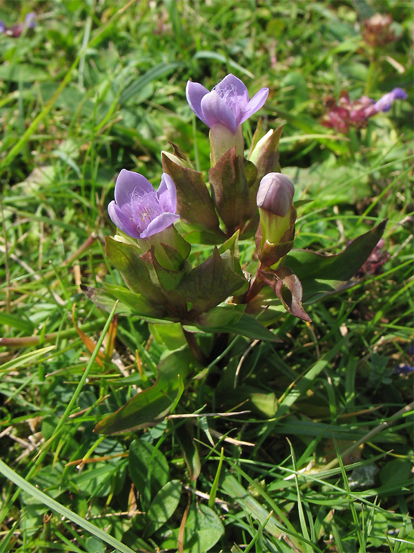 Изображение особи Gentianella baltica.