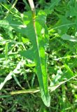 Sonchus arvensis subspecies uliginosus. Лист. Чувашия, Моргаушский р-н, у дороги к дер. Шомиково. 12.07.2011.