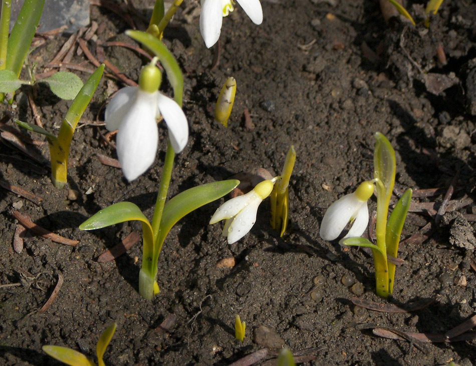 Image of Galanthus rizehensis specimen.