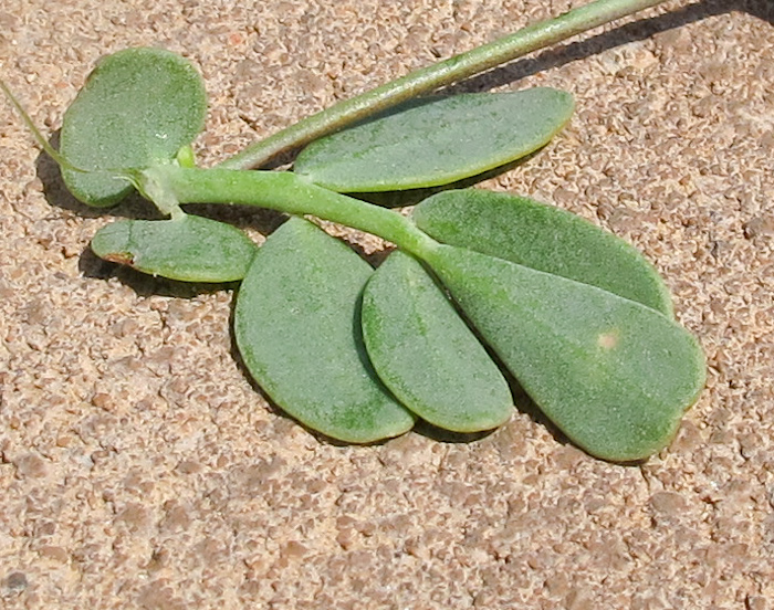 Image of Ornithopus pinnatus specimen.