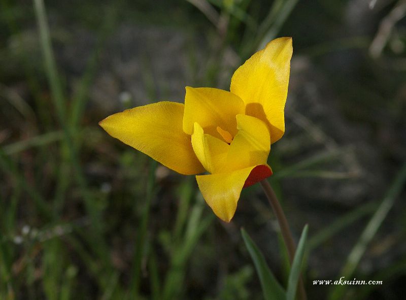 Изображение особи Tulipa zenaidae.