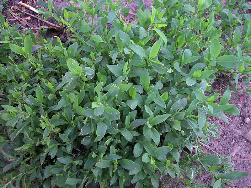 Изображение особи Polygonum aviculare.