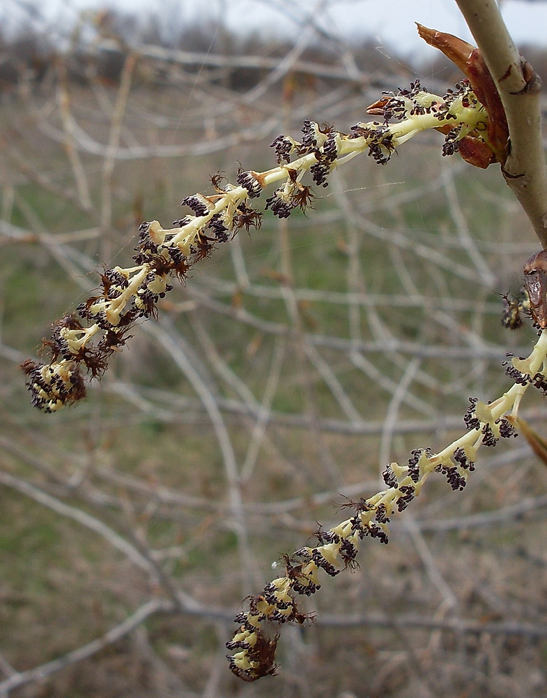Image of Populus nigra specimen.