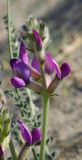 Oxytropis mongolica. Соцветие. Монголия, Ховд аймак, Чандмань сомон. 20 июня 2004 г.