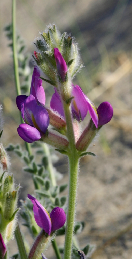 Image of Oxytropis mongolica specimen.