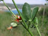 Zygophyllum fabago