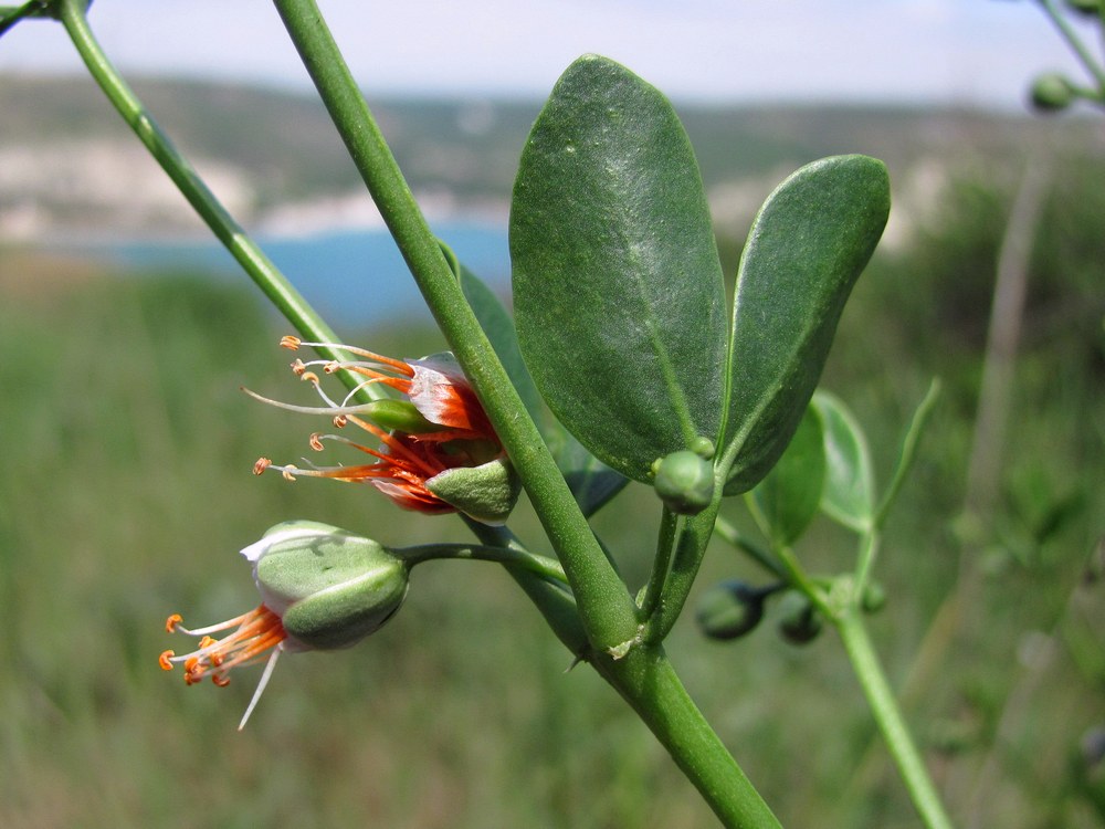 Изображение особи Zygophyllum fabago.