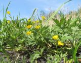 Ranunculus repens