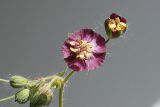 Geranium phaeum