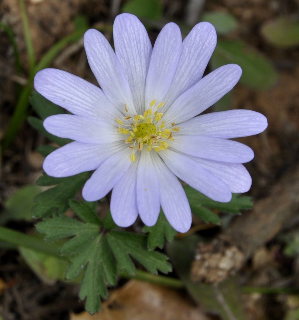 Изображение особи Anemone blanda.