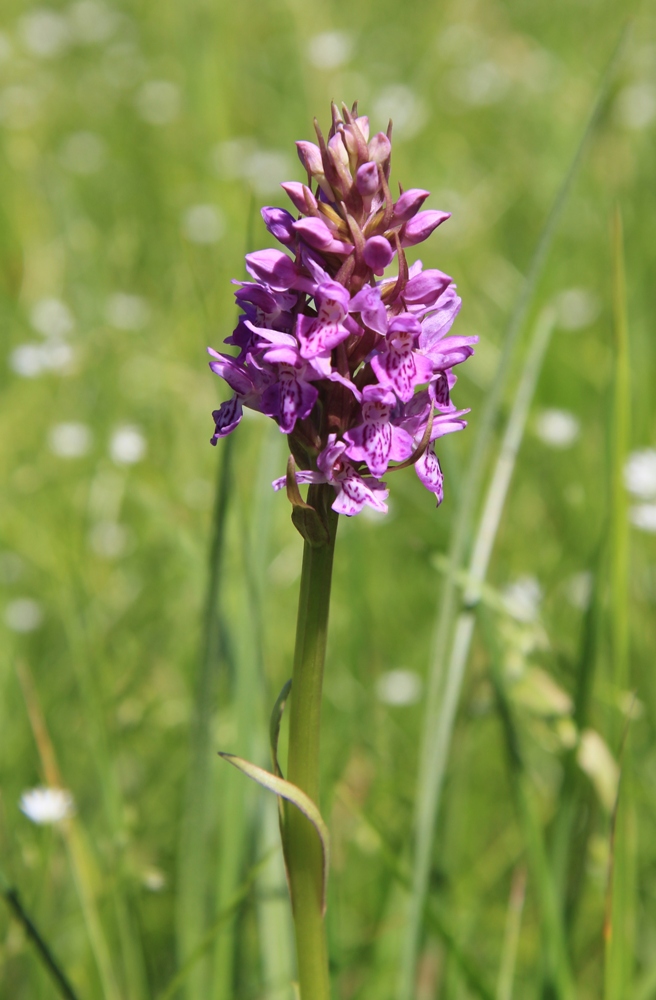 Image of Dactylorhiza baltica specimen.