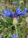 Centaurea cyanus. Соцветие (вид сбоку). Крым, Белогорский р-н, окр. с. Земляничное, у дороги. 23 июня 2012 г.