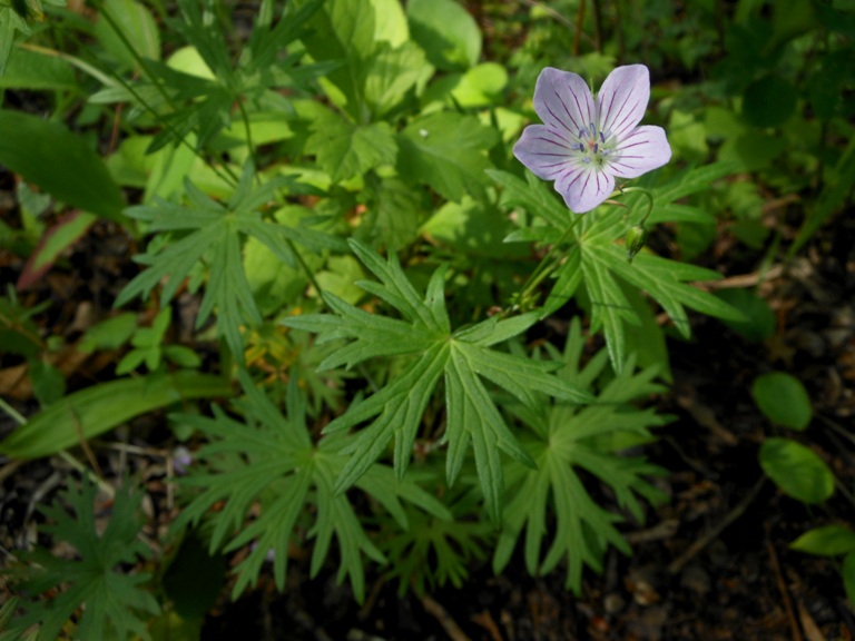 Изображение особи Geranium dahuricum.