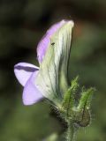Image of taxon representative. Author is Алим Газиев