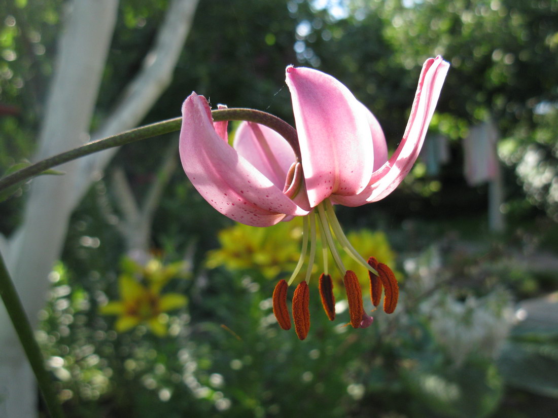 Image of Lilium martagon specimen.