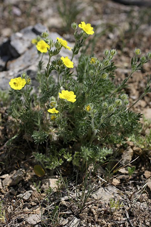 Изображение особи Potentilla soongorica.