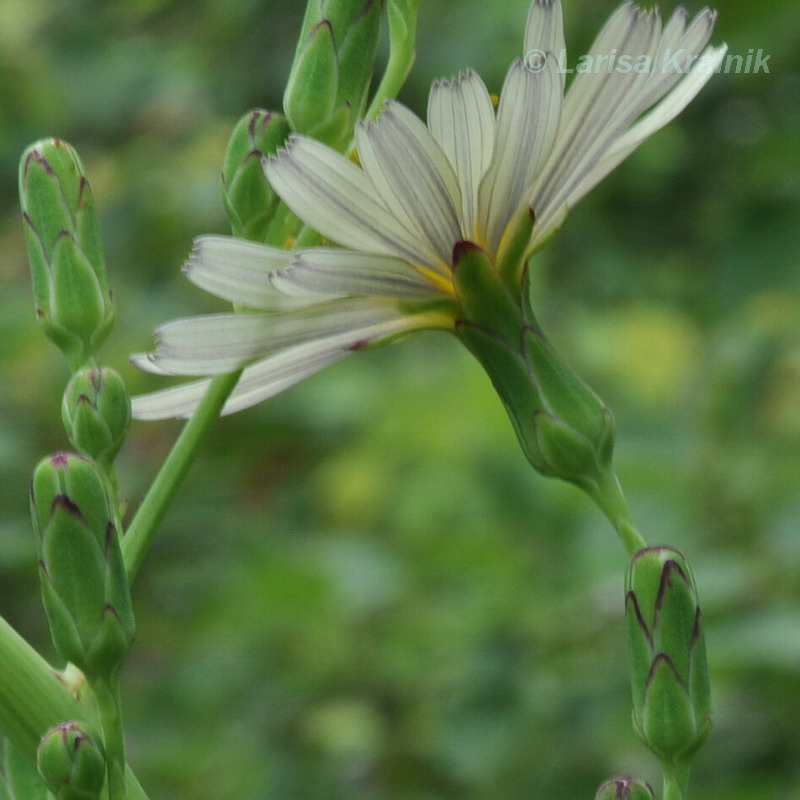 Изображение особи Lactuca indica.