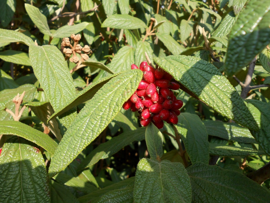 Image of Viburnum rhytidophyllum specimen.