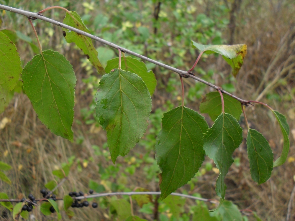 Image of Rhamnus cathartica specimen.