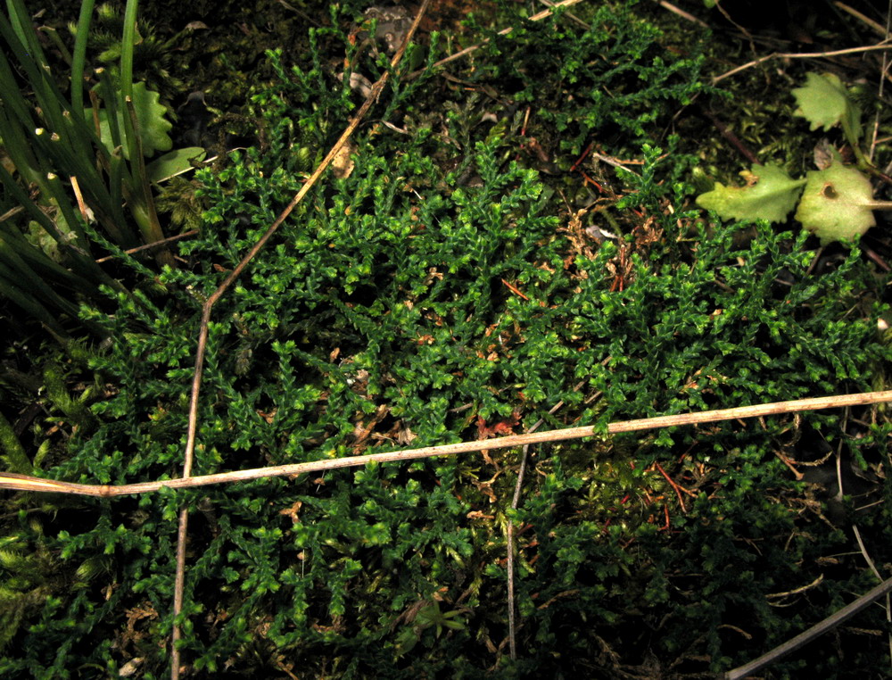 Image of Selaginella borealis specimen.