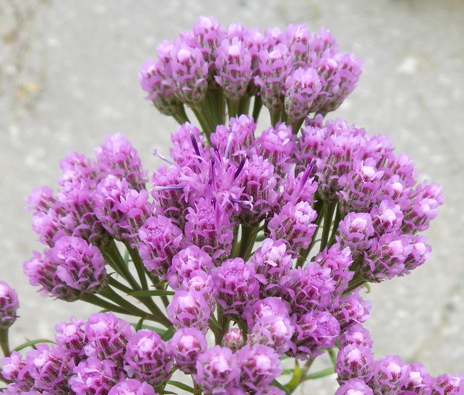 Image of Saussurea neopulchella specimen.