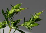 род Hypericum