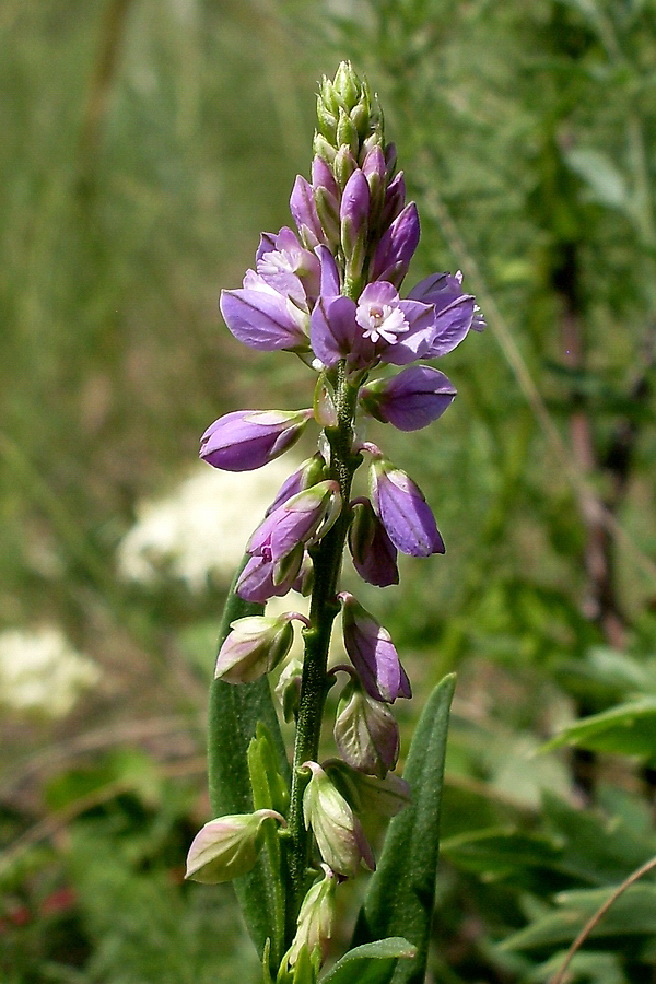 Изображение особи Polygala comosa.