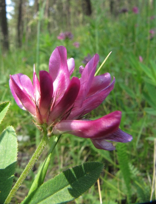 Image of Trifolium lupinaster specimen.